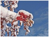 Snow+berries Mountain Ash