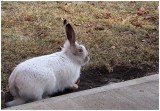 Wabbit waiting for snow ...