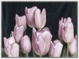 Painterly Tulip's