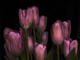 Dusk Tulip's