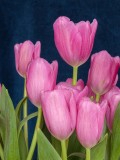 Pink Tulip's