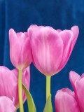 Pastel Tulip's