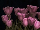 Dusk Tulip's 2