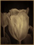 Antiqued Sepia Tulip's