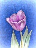 Faded Glory Tulip