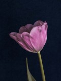 Dusk Tulip