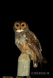 Spotted Wood Owl