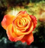The bold rose...