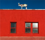 Burro on Red House