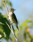 Willow Flycatcher(Empidonax traillii)