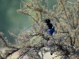 Black-billed Magpie( Pica hudsonia) showing nictating membrane