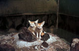 Bat Eared Foxes
