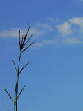 Big Bluestem