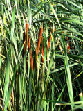 Cat Tails