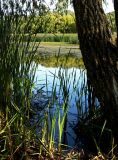 Prairie Wetland: Lincoln Marsh Preserve