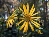 Sunflower Succession