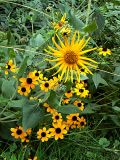 Sunflower Shower