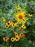 Sunflower Shower