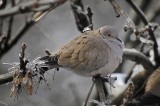 frozen dove