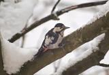 woodpecker
