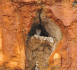 Barn Owl