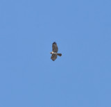 Red-tailed Hawk, Adult Eastern