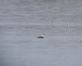 Western and Horned Grebes
