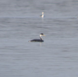 Western Grebe