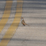 Ash-throated Flycatcher, Meeman-Shelby Forest, 3 Jan 13