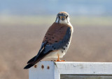 American Kestrel