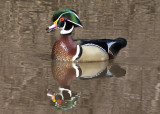 Wood Duck  -  Ballenger Farm