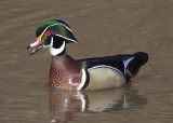 Wood Duck  -  Ballenger Farm