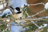 Black-capped Chickadee_13-01-24_3261.jpg