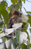 Philippine Eagle-owl