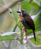 Black-streaked Puffbird