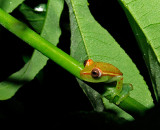 Polkadot Treefrog