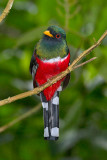 ECUADOR: Birds