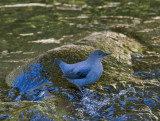 American Dipper