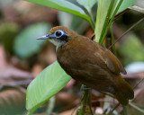 Bicolored Antbird