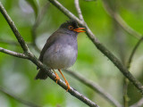 Black-headed Nightingale-Thrush