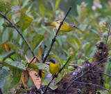 Chiriqui Yellowthroat