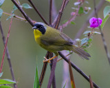 Chiriqui Yellowthroat