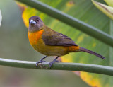 Cherrie's Tanager