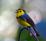 Collared Redstart