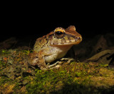 Bransfords Litter Frog