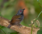 Dull-mantled-Antbird-male-Panama-Edited-IMG_7326.jpg