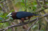 Chestnut-headed-Oropendola-Canopy-Lodge-Panama-14-March-2013-Edited-IMG_6599.jpg