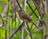 Grey-cheeked-Nunlet-Panama-Edited-IMG_8291.jpg