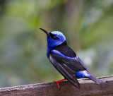 PANAMA: Birds