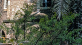 Tree of Crown of Thorns